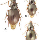 Image de Mecyclothorax tihotii Liebherr 2012