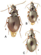 Image of Mecyclothorax tihotii Liebherr 2012