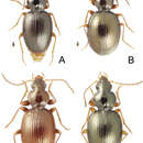 Image of Mecyclothorax anaana Liebherr 2012