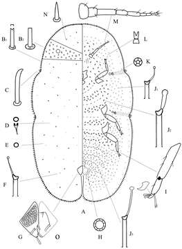 Image of Megapulvinaria