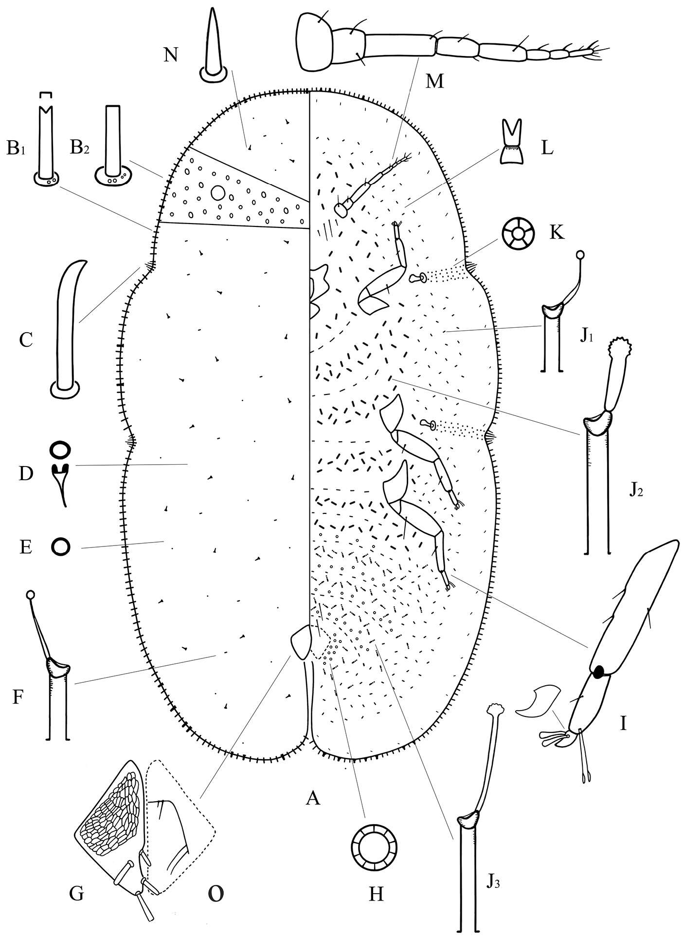 Plancia ëd Megapulvinaria