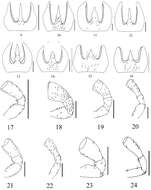 Image of Macrocheilus deuvie Zhao & Tian 2012