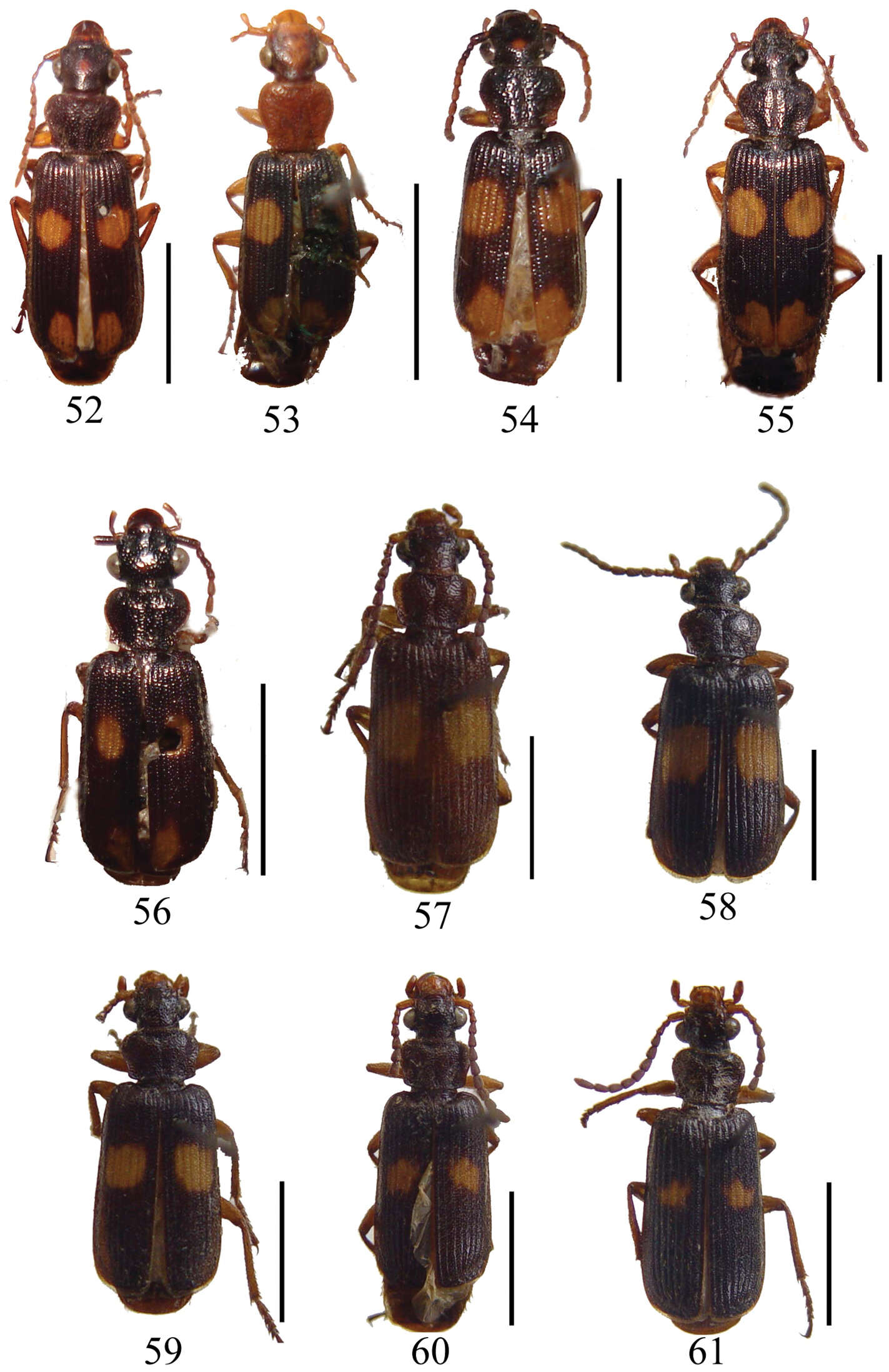 Image of Macrocheilus deuvie Zhao & Tian 2012