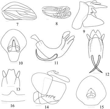 Image of Macrodarumoides