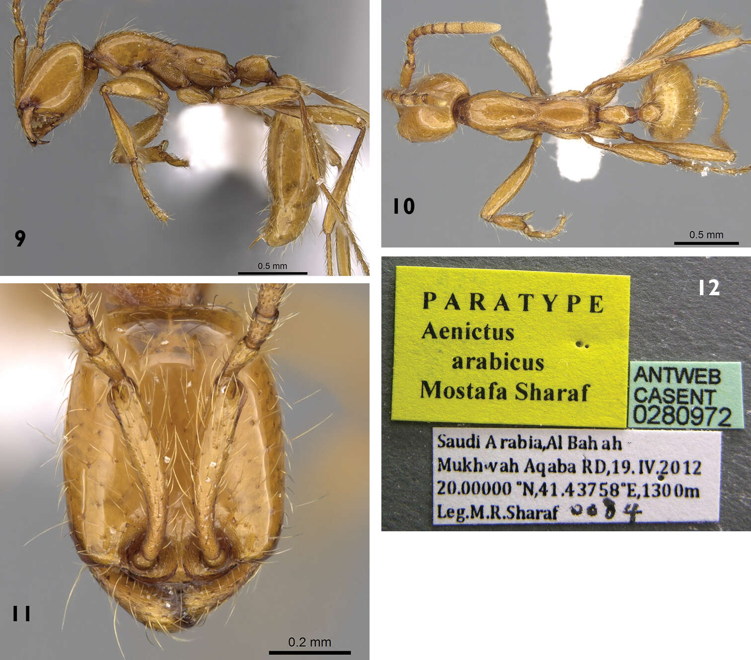 Imagem de Aenictus arabicus Sharaf & Aldawood