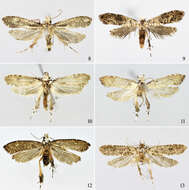 Sivun Tinissa apicimaculata Yang & Li 2012 kuva