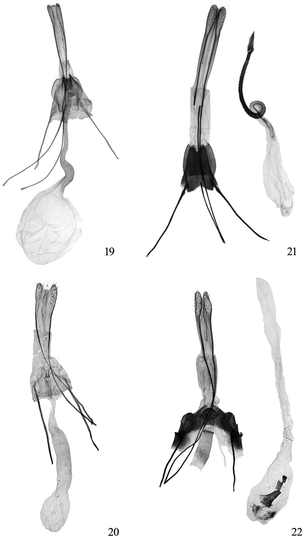 Sivun Tinissa apicimaculata Yang & Li 2012 kuva