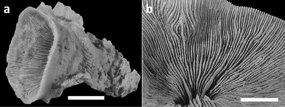 Image of hard coral