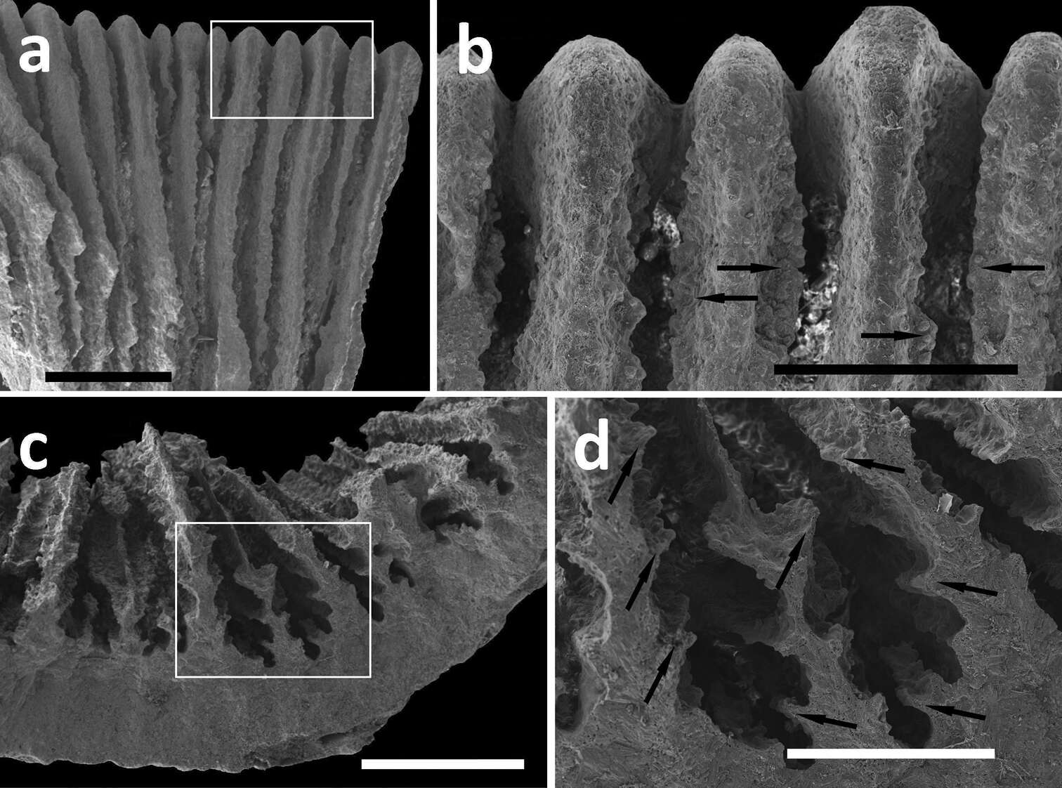 Image of hard coral