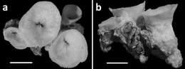 Image de Leptoseris Milne Edwards & Haime 1849