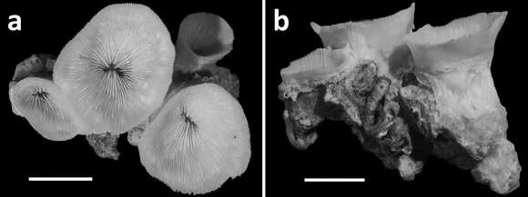 Image of hard coral