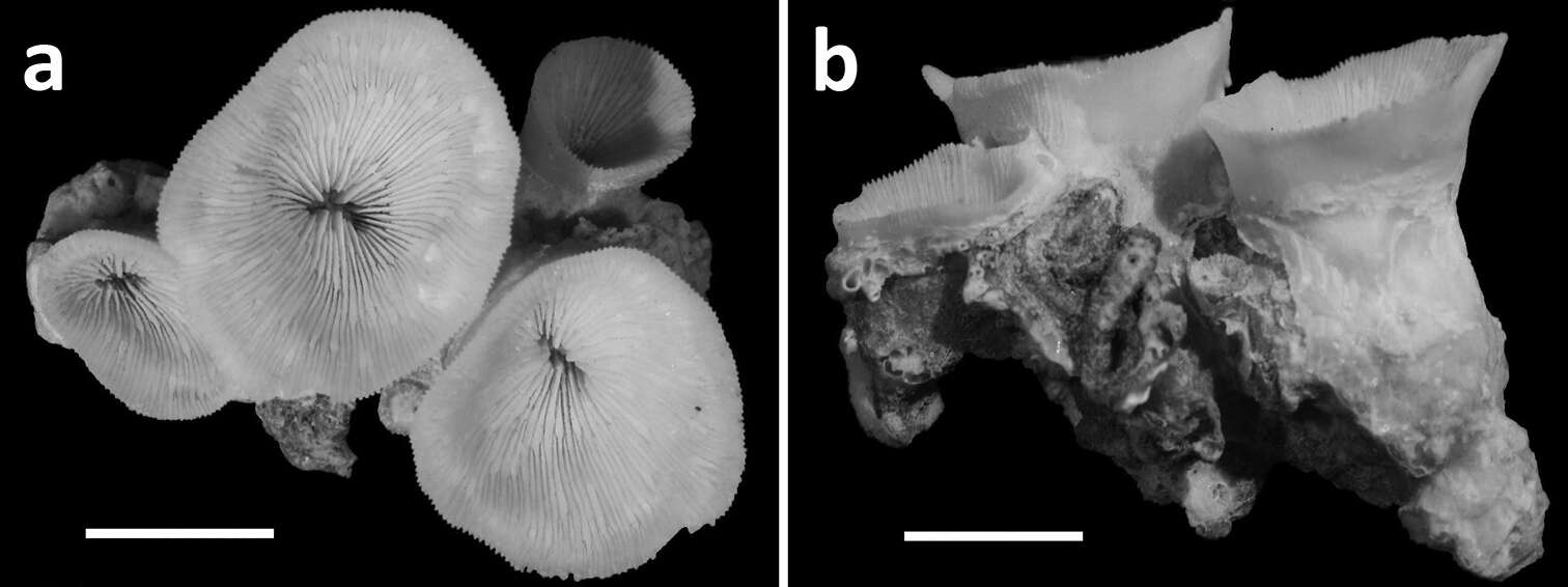 Image of hard coral