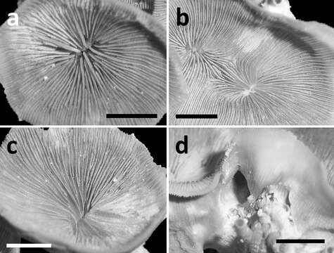 Image of hard coral