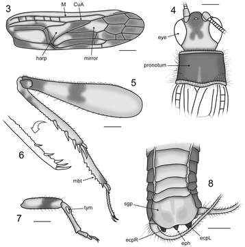 Image de Proanaxipha