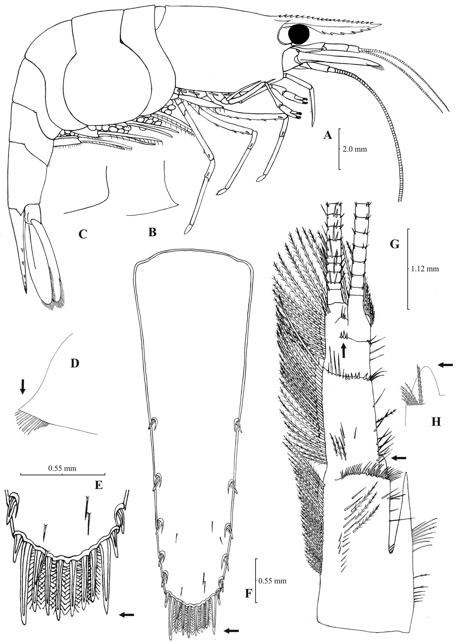 Image of Atyidae