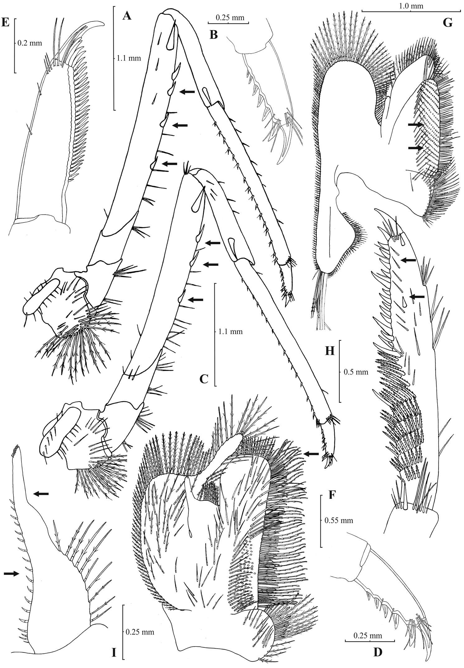 Image of Atyaephyra acheronensis Christodoulou, Antoniou, Antonios Magoulas & Athanasios Koukouras 2012