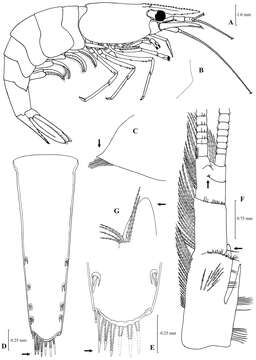 Image of Atyaephyra tuerkayi Christodoulou, Antoniou, Antonios Magoulas & Athanasios Koukouras 2012