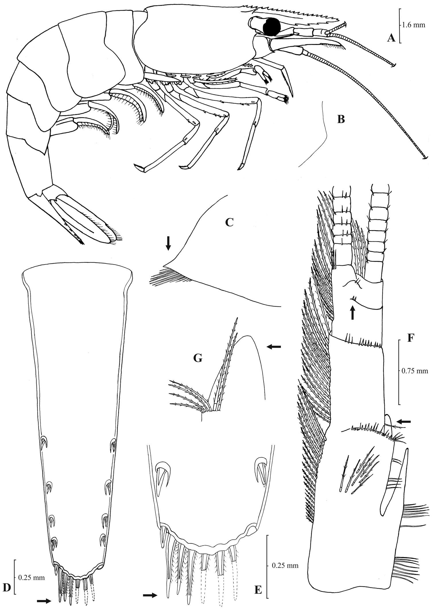 Image of Atyaephyra tuerkayi Christodoulou, Antoniou, Antonios Magoulas & Athanasios Koukouras 2012