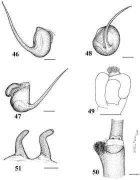 Image of Pachistopelma