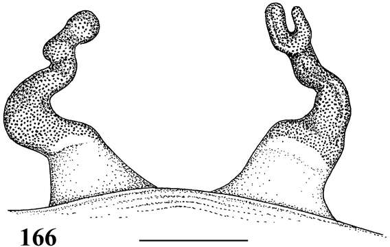 Image of Iridopelma marcoi Bertani 2012