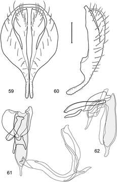 Слика од Polytrichophora marinoniorum Mathis & Zatwarnicki 2012