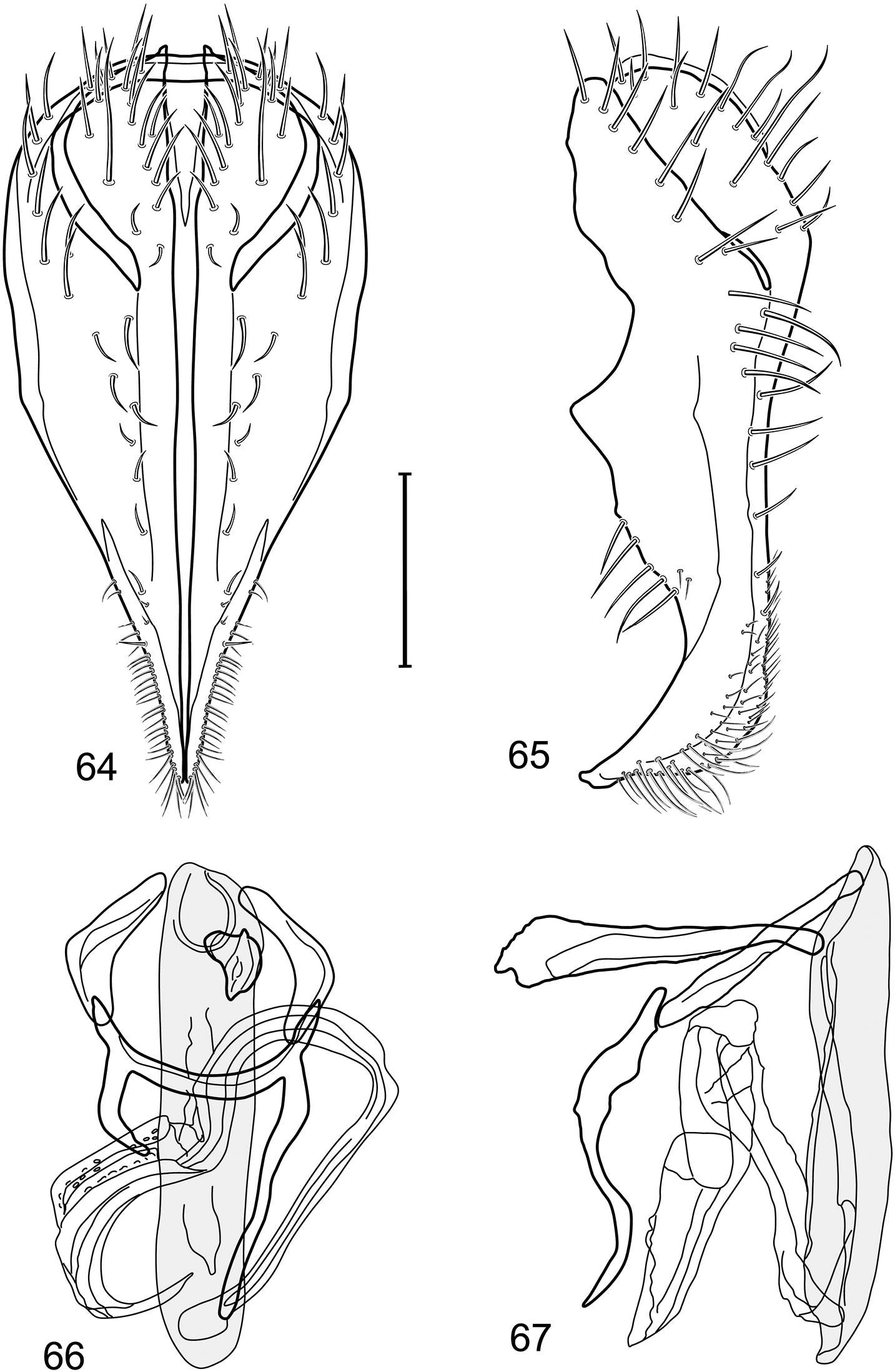 Слика од Polytrichophora