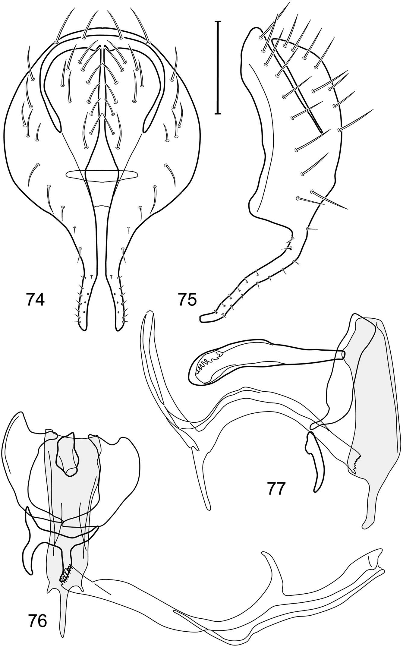 Слика од Polytrichophora sinuosa Mathis & Zatwarnicki 2012