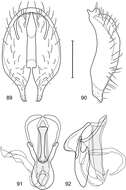 Слика од Polytrichophora mimbres Mathis & Zatwarnicki 2012