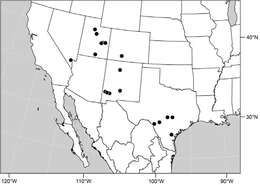 Image of Polytrichophora mimbres Mathis & Zatwarnicki 2012