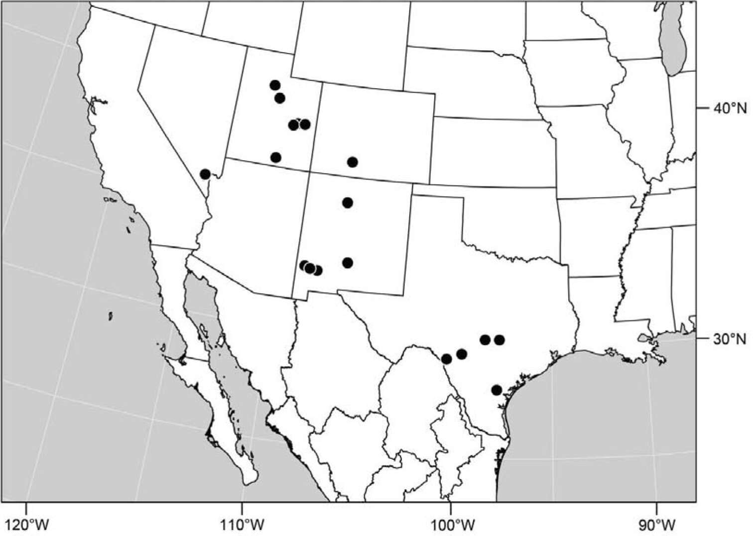 Image of Polytrichophora mimbres Mathis & Zatwarnicki 2012