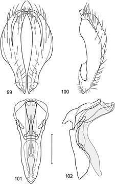 Image of Polytrichophora salix Mathis & Zatwarnicki 2012