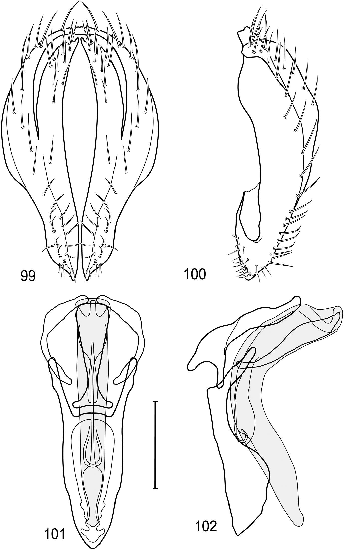 Image of Polytrichophora salix Mathis & Zatwarnicki 2012