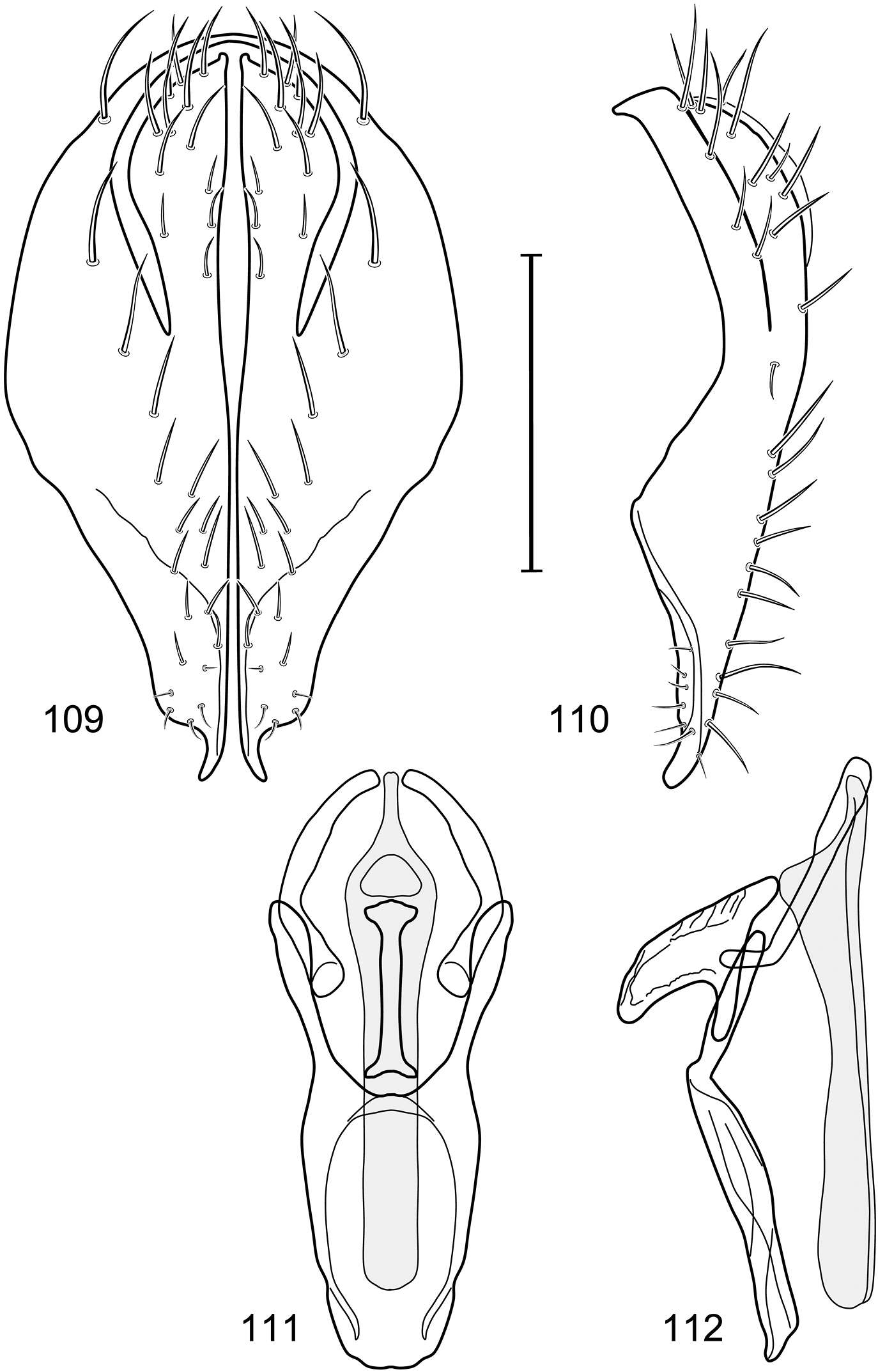 Image of Polytrichophora sturtevantorum Mathis & Zatwarnicki 2012