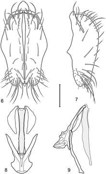 Image of Facitrichophora carvalhorum Mathis & Zatwarnicki