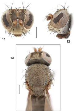 Image of Facitrichophora manza Mathis & Zatwarnicki