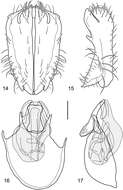 Image of Facitrichophora manza Mathis & Zatwarnicki