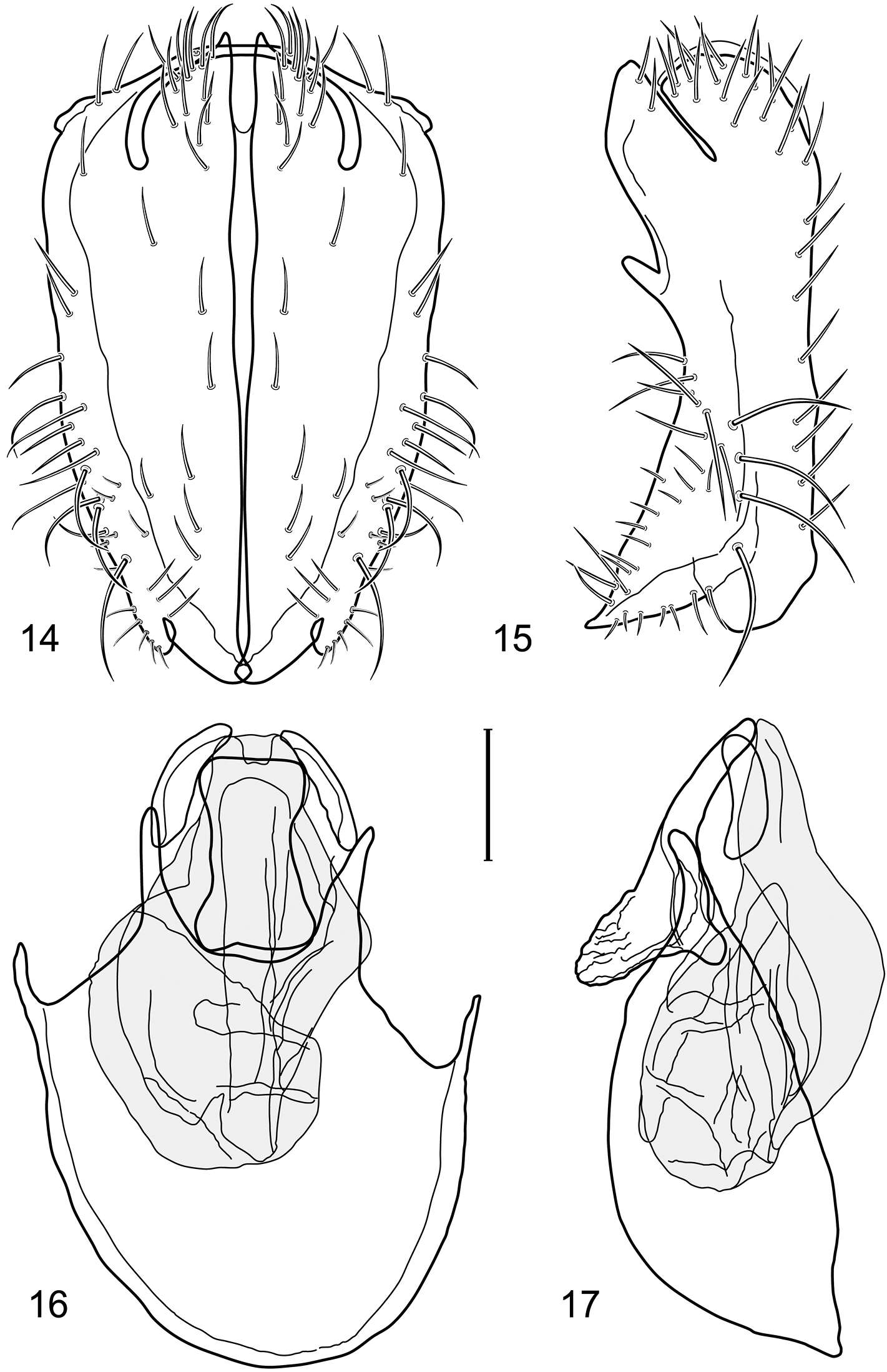 Image of Facitrichophora manza Mathis & Zatwarnicki