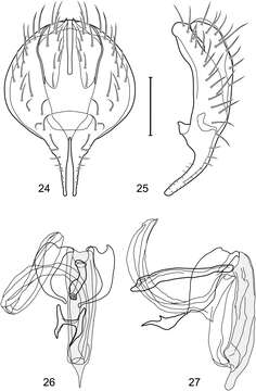 Image of Polytrichophora adarca Mathis & Zatwarnicki 2012