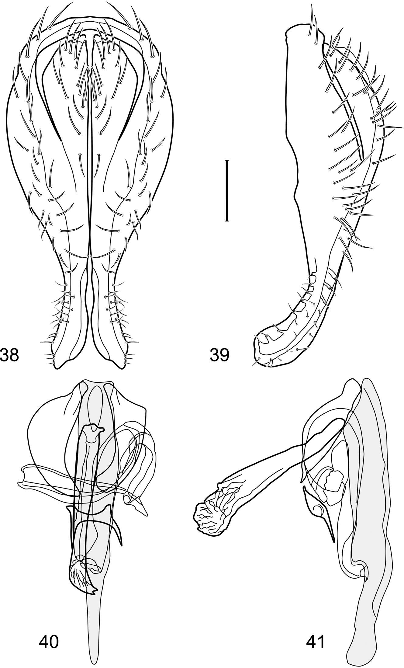 Image of Polytrichophora arnaudorum Mathis & Zatwarnicki 2012