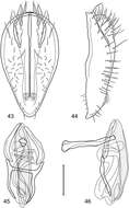 Image of Polytrichophora barba Mathis & Zatwarnicki 2012