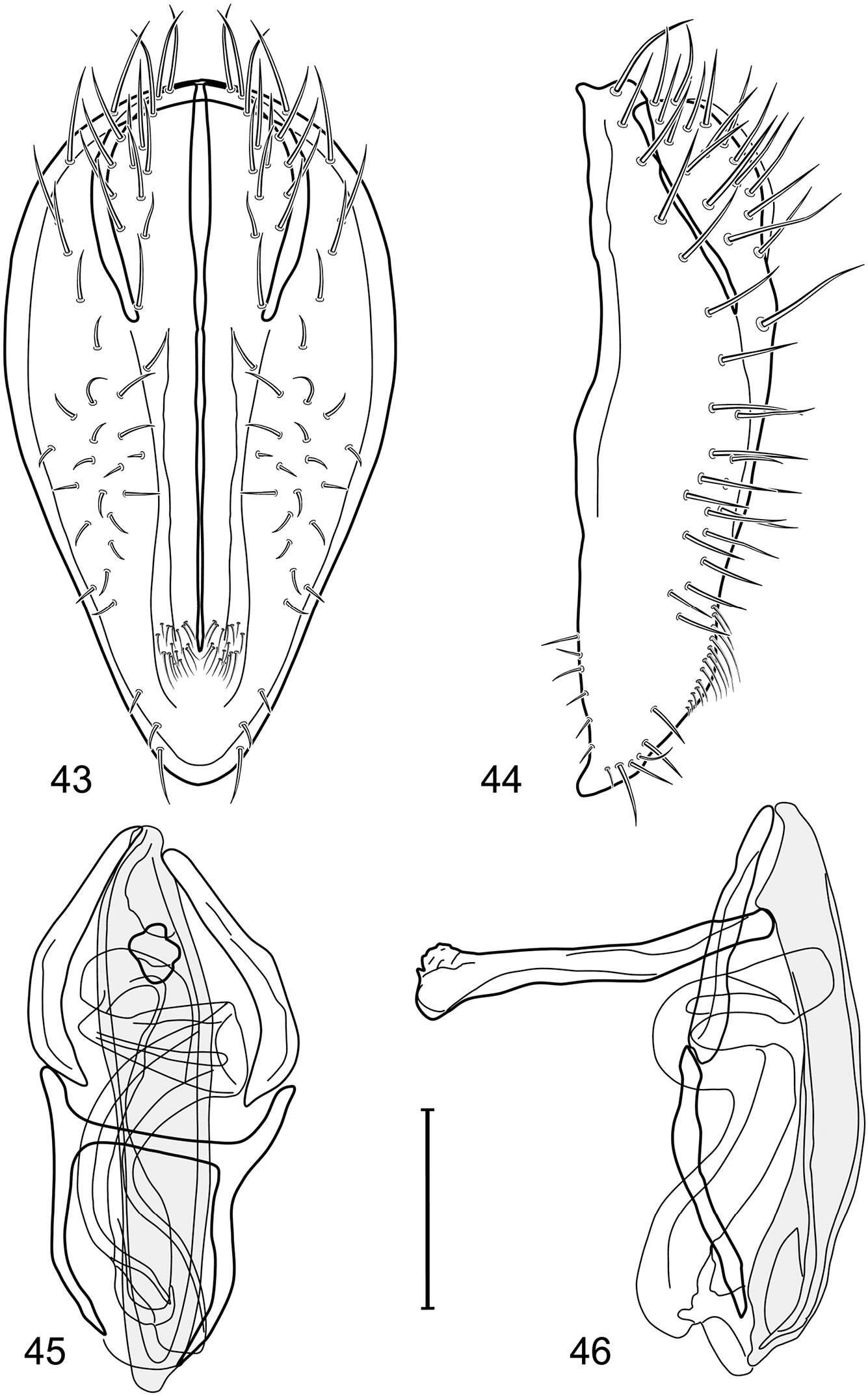 Image of Polytrichophora barba Mathis & Zatwarnicki 2012