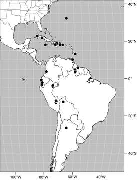 Image of Polytrichophora barba Mathis & Zatwarnicki 2012