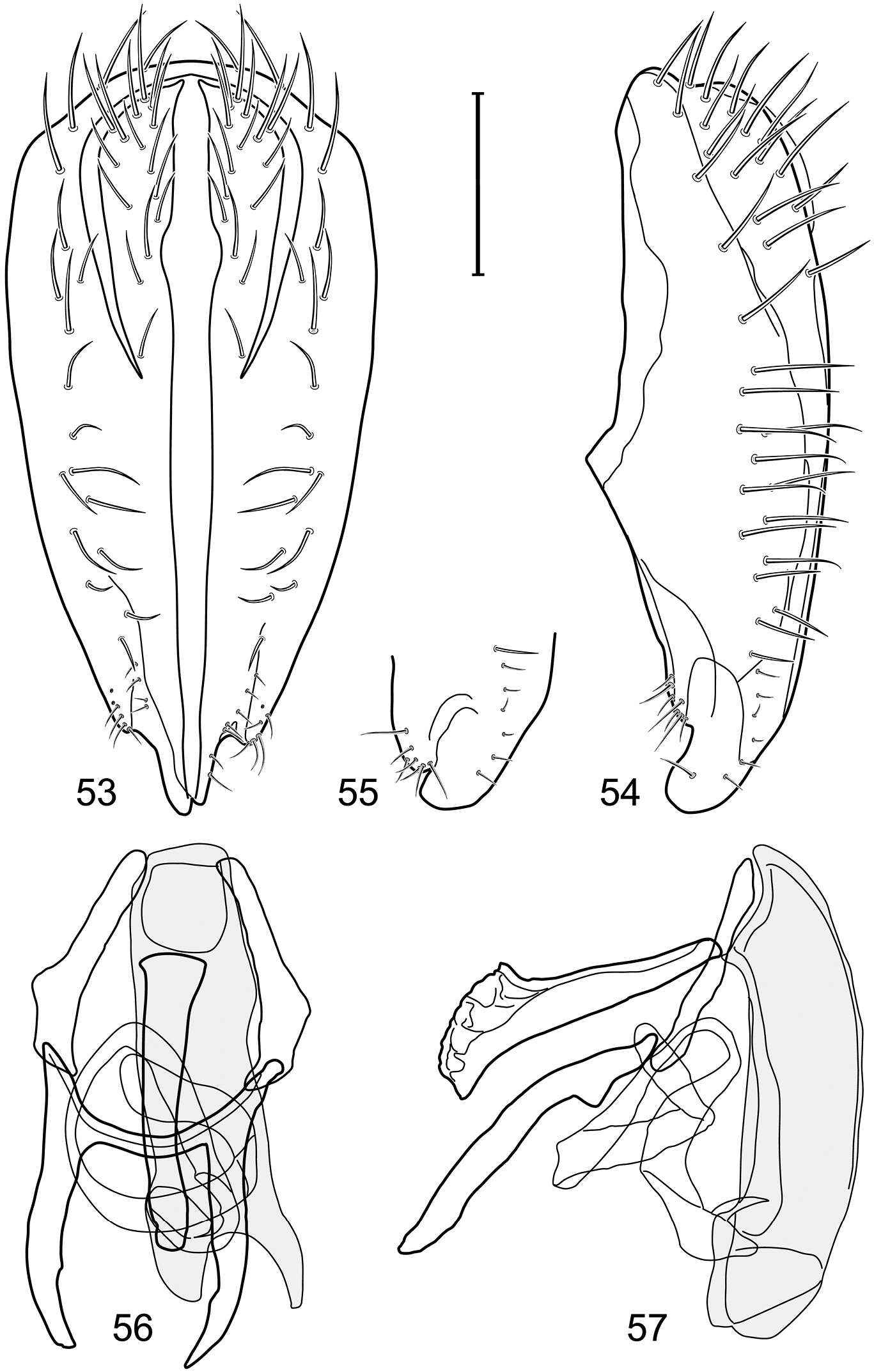 Image of Polytrichophora flavella Mathis & Zatwarnicki 2012