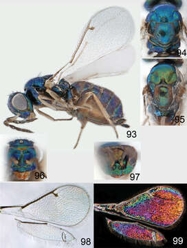 Image of eulophid wasps