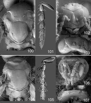 Image of eulophid wasps