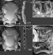 Image of Omphale euphorbiae Hansson & Shevtsova 2012