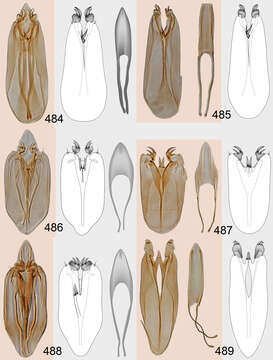 Image of Omphale incognita Hansson & Shevtsova 2012