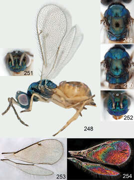 Image of Omphale tenuicornis Hansson & Shevtsova 2012