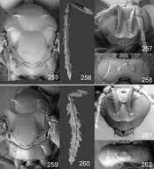 Image of Omphale tenuicornis Hansson & Shevtsova 2012