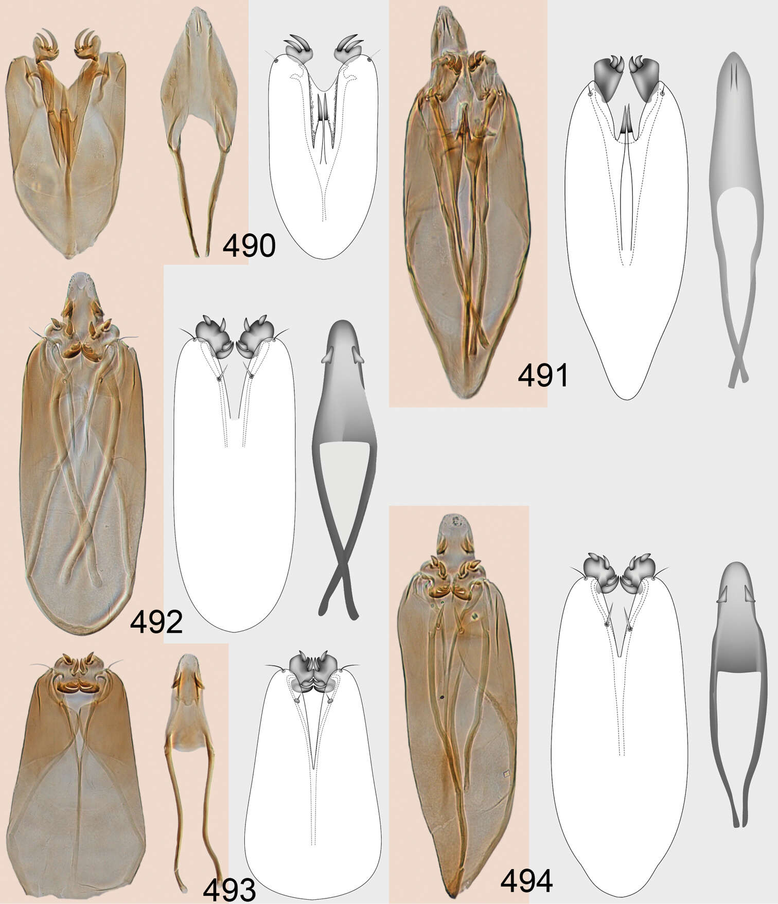Image of Omphale tenuicornis Hansson & Shevtsova 2012